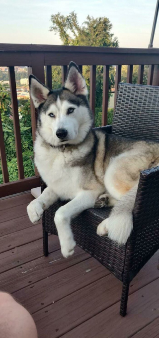 Illustration de l'article : 15 chiens de refuge qui retrouvent l'amour en étant adoptés par des familles au grand cœur