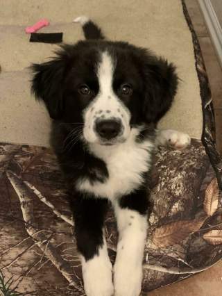 Illustration de l'article : 15 chiens de refuge qui retrouvent l'amour en étant adoptés par des familles au grand cœur