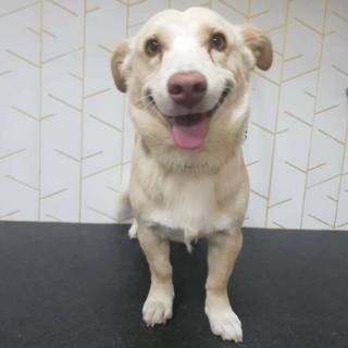 Illustration de l'article : 15 chiens de refuge qui retrouvent l'amour en étant adoptés par des familles au grand cœur