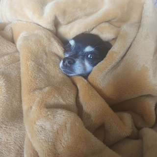 Illustration de l'article : 15 chiens de refuge qui retrouvent l'amour en étant adoptés par des familles au grand cœur