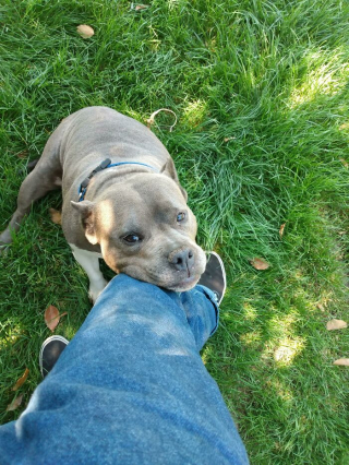 Illustration de l'article : 15 chiens de refuge qui retrouvent l'amour en étant adoptés par des familles au grand cœur