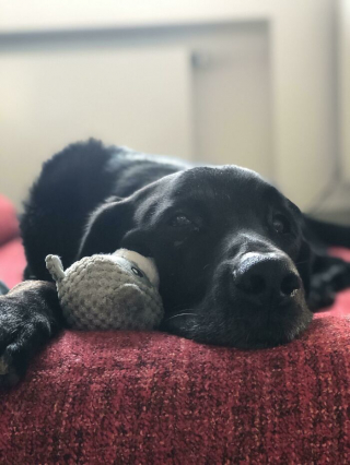 Illustration de l'article : 15 chiens de refuge qui retrouvent l'amour en étant adoptés par des familles au grand cœur