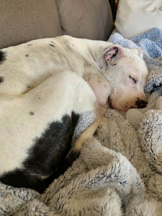 Illustration de l'article : 15 chiens de refuge qui retrouvent l'amour en étant adoptés par des familles au grand cœur