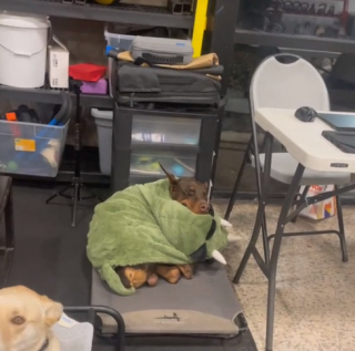 Illustration de l'article : Ce Doberman brise les clichés sur sa race avec son comportement attendrissant (vidéo)