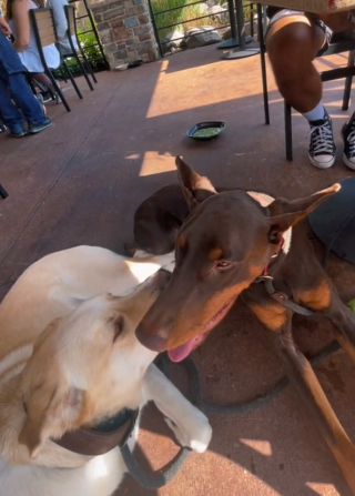 Illustration de l'article : Ce Doberman brise les clichés sur sa race avec son comportement attendrissant (vidéo)