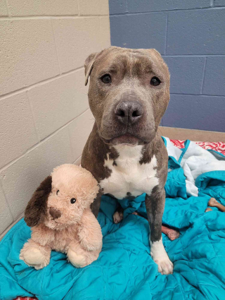 Ce Pitbull à une oreille s'est attaché à une peluche, à laquelle il a donné la même apparence que lui