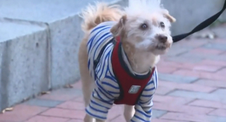 Illustration de l'article : L'histoire inspirante du retour triomphant de Rose, un Terrier kidnappée lors d'une promenade quotidienne