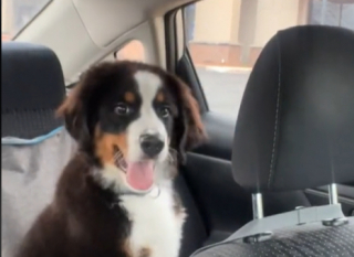 Illustration de l'article : Une femme adopte un Bouvier Bernois en secret et partage la réaction de son mari sur les réseaux sociaux