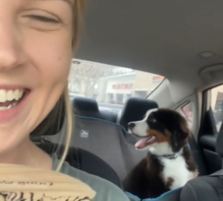 Illustration de l'article : Une femme adopte un Bouvier Bernois en secret et partage la réaction de son mari sur les réseaux sociaux