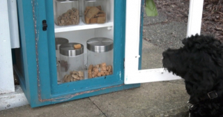 Illustration de l'article : L'amour des animaux transforme un quartier résidentiel en véritable paradis canin avec la création d'une librairie insolite