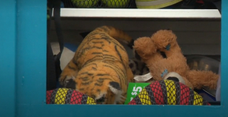 Illustration de l'article : L'amour des animaux transforme un quartier résidentiel en véritable paradis canin avec la création d'une librairie insolite