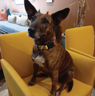 Illustration de l'article : La retraite dorée d'Hazel, une petite chienne séniore adoptée par les employés d’un hôtel