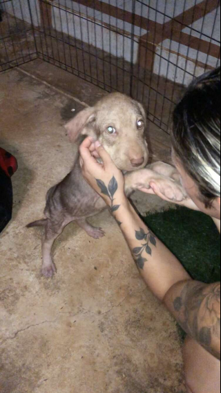 Illustration de l'article : Squishy, un chiot abandonné sur une plage, trouve l'amour et un foyer grâce à la persévérance d'une bénévole