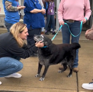 Illustration de l'article : Une vidéo TikTok bouleverse les préjugés sur l'adoption des chiens seniors