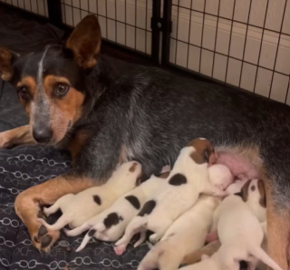 Illustration de l'article : Amoureuse des animaux, cette femme aide pendant 12 heures une chienne à mettre bas