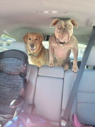 Illustration de l'article : 20 photos insolites où les chiens offrent un aperçu de leur univers farfelu