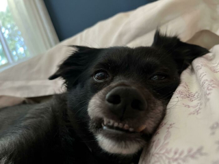 Illustration de l'article : 20 photos insolites où les chiens offrent un aperçu de leur univers farfelu