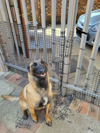 Illustration de l'article : 20 photos insolites où les chiens offrent un aperçu de leur univers farfelu