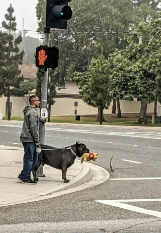 Illustration de l'article : 20 photos insolites où les chiens offrent un aperçu de leur univers farfelu