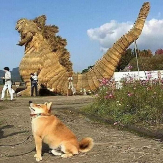 Illustration de l'article : 20 photos insolites où les chiens offrent un aperçu de leur univers farfelu