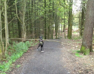 Illustration de l'article : 20 photos insolites où les chiens offrent un aperçu de leur univers farfelu