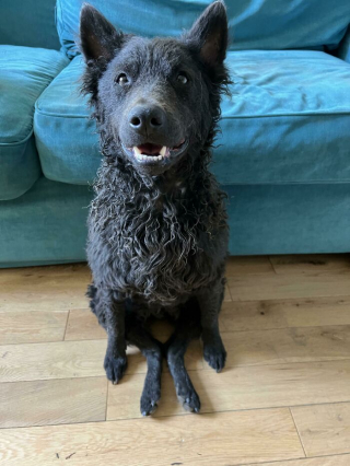 Illustration de l'article : 20 photos insolites où les chiens offrent un aperçu de leur univers farfelu