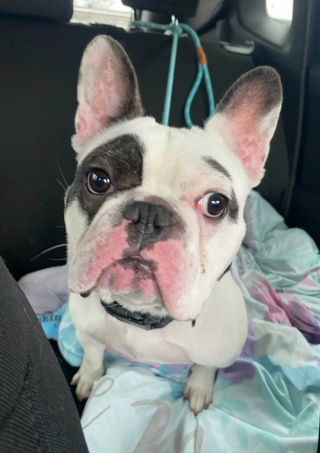 Illustration de l'article : Ralphie, le chiot de 10 kg qui a conquis Internet avec son caractère bien trempé