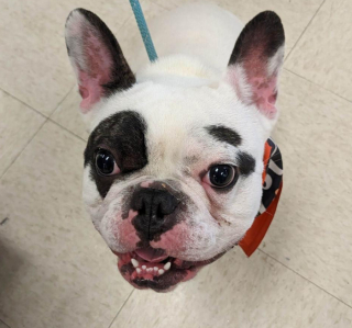 Illustration de l'article : Ralphie, le chiot de 10 kg qui a conquis Internet avec son caractère bien trempé