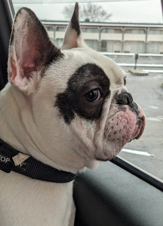 Illustration de l'article : Ralphie, le chiot de 10 kg qui a conquis Internet avec son caractère bien trempé