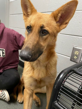 Illustration de l'article : 20 photos de chiens célébrant leur adoption et leur bonheur retrouvé