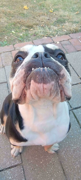 Illustration de l'article : 20 photos de chiens célébrant leur adoption et leur bonheur retrouvé