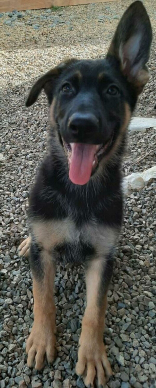 Illustration de l'article : 20 photos de chiens célébrant leur adoption et leur bonheur retrouvé