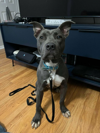 Illustration de l'article : 20 photos de chiens célébrant leur adoption et leur bonheur retrouvé