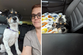 Illustration de l'article : 20 photos de chiens célébrant leur adoption et leur bonheur retrouvé