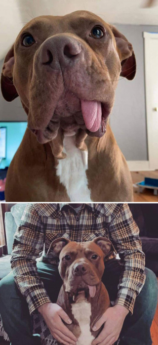 Illustration de l'article : 20 photos de chiens célébrant leur adoption et leur bonheur retrouvé