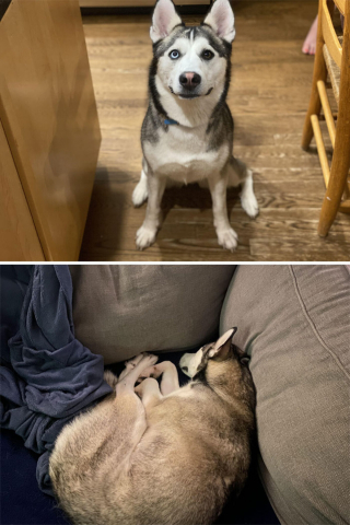 Illustration de l'article : 20 photos de chiens célébrant leur adoption et leur bonheur retrouvé