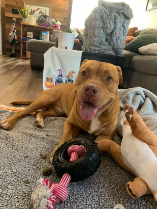 Illustration de l'article : 20 photos de chiens célébrant leur adoption et leur bonheur retrouvé