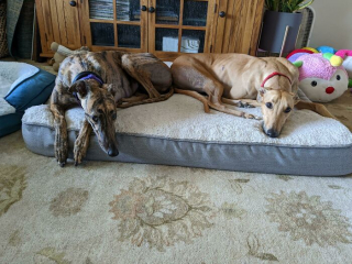 Illustration de l'article : 20 photos de chiens célébrant leur adoption et leur bonheur retrouvé