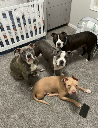 Illustration de l'article : 20 photos de chiens célébrant leur adoption et leur bonheur retrouvé