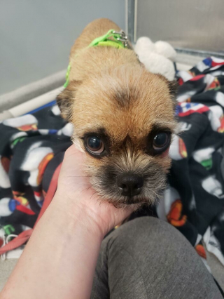 Illustration de l'article : 20 photos de chiens célébrant leur adoption et leur bonheur retrouvé