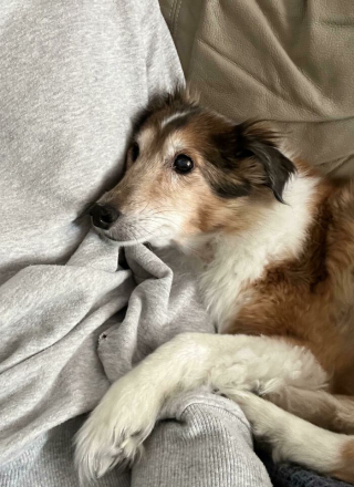 Illustration de l'article : 20 photos de chiens célébrant leur adoption et leur bonheur retrouvé