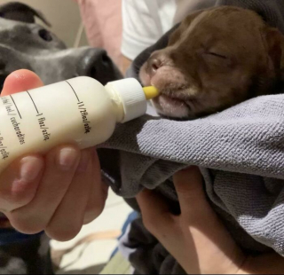 Illustration de l'article : 20 photos de chiens célébrant leur adoption et leur bonheur retrouvé