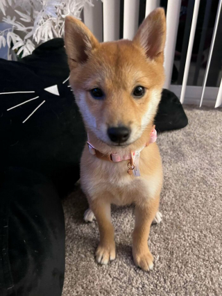 Illustration de l'article : 20 photos de chiens célébrant leur adoption et leur bonheur retrouvé