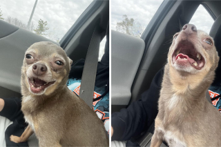 Illustration de l'article : 20 photos de chiens célébrant leur adoption et leur bonheur retrouvé