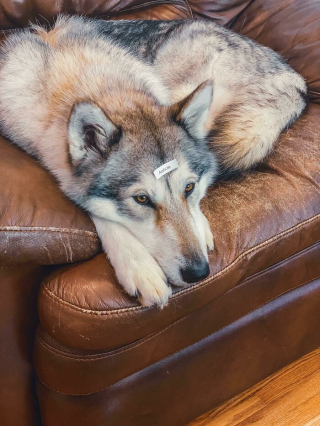 Illustration de l'article : 45 photos de chiens qui vous mettront de bonne humeur pour la journée