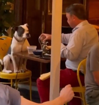 Illustration de l'article : 45 photos de chiens qui vous mettront de bonne humeur pour la journée