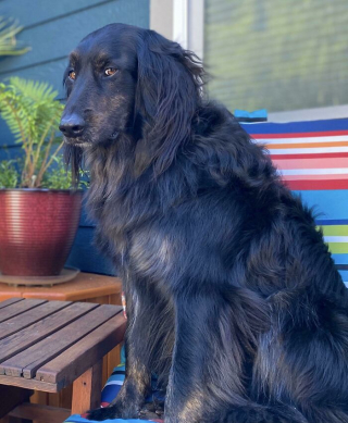 Illustration de l'article : 45 photos de chiens qui vous mettront de bonne humeur pour la journée