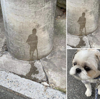 Illustration de l'article : 45 photos de chiens qui vous mettront de bonne humeur pour la journée