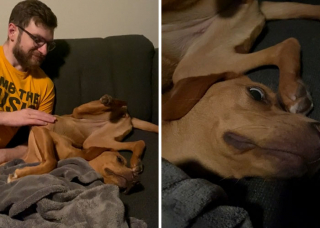 Illustration de l'article : 45 photos de chiens qui vous mettront de bonne humeur pour la journée