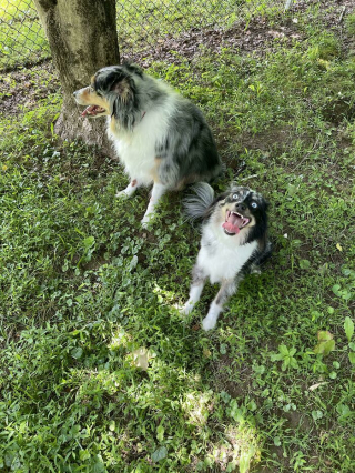 Illustration de l'article : 45 photos de chiens qui vous mettront de bonne humeur pour la journée